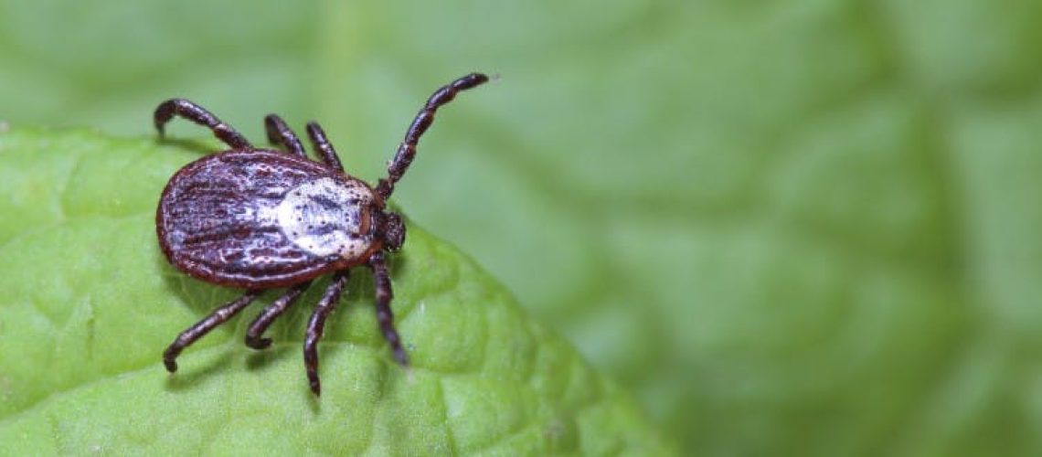 7 choses à savoir sur les tiques, ces parasites qui peuvent transmettre la maladie de Lyme